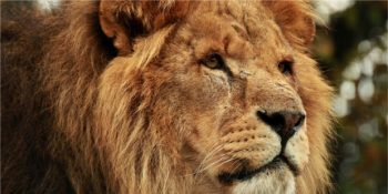 Uykusunda Öldürdüğü Aslanla Tepki Çeken Acımasız Avcı