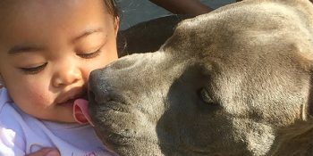 Tuttuğunu Koparan Pitbull’lar Hakkında 6 Kısa Bilgi