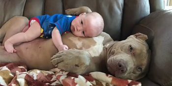 Korku Salan Pitbull’lardan Evlere Şenlik 23 Fotoğraf