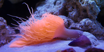 Basit Deniz Anemonları O Kadar Da Basit Değil