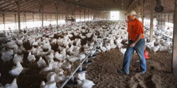 Beslenme Alışkanlıklarınızı Sorgulatacak 5 Netflix Belgeseli