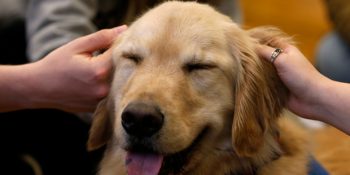 İngiltere’de Her Okul İçin “İyi” Bir Köpek Aranıyor