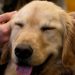 İngiltere’de Her Okul İçin “İyi” Bir Köpek Aranıyor