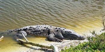 Aç Kaldıkları İçin Florida Sokaklarını İstila Eden Timsahlar