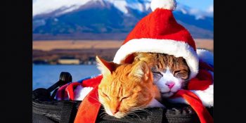 Japonya Seyahati Boyunca Sahibine Eşlik Eden 2 Gezgin Kedi