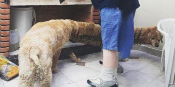 Hayvanların Panoramik Fotoğraflarını Çekmek İsteyen 30 Şanssız İnsan