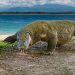 Komodo Ejderleri Çalınmasın Diye Kapatılan Endonezya Adası