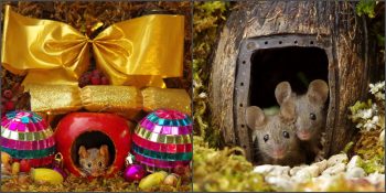 Bahçesindeki Fare Ailesini Keşfedip Onlar İçin Minyatür Bir Villa İnşa Eden Adam