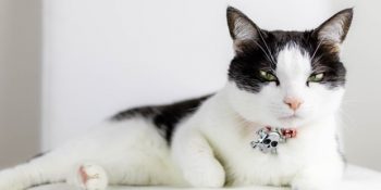 Tarih Boyunca Devletlerin Casus Olarak Kullandığı 4 Hayvan