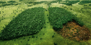 Doğanın Benzeri Görülmemiş Tehlikeli Düşüşü, Türlerin Tükenme Oranlarını Hızlandırıyor