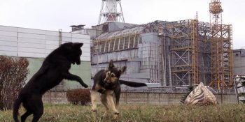 Çernobil Felaketinden Etkilenen Şehirlerdeki Canlı Çeşitliliği Değişti