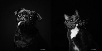 Siyah Kedi ve Köpeklerin Sahiplenilme Oranlarını Arttırmayı Amaçlayan Seri