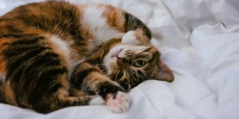 Kedinizin Size Olan Sevgisini Gösteren 6 Garip Davranış