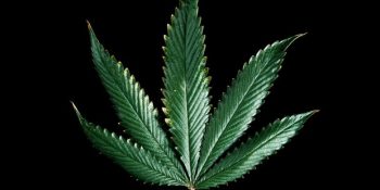 Esrar Kullanımının Zeka Üzerindeki Etkisi: Esrar Aptallaştırıyor mu?