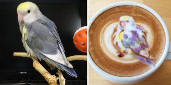 Cici Kuşları Merkezine Alan Japon Sanatçıdan 19 Sevimli Latte Tasarımı