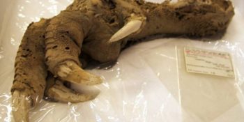 Geçmişin Sırlarıyla Dolu 9 Gizemli Keşif