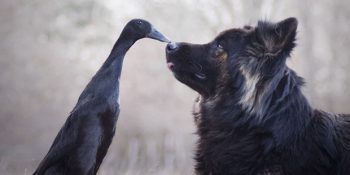 Bir Ördek ve Köpeğin Sıkı Dostluğunu Gösteren Kalp Erimesi Garantili 22 Fotoğraf