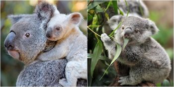 Koalaların Nesli “İşlevsel” Olarak Tükenmekle Karşı Karşıya