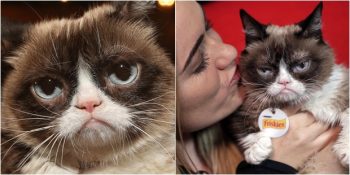İnternetin Göz Bebeği, Huysuz Ama Tatlı “Grumpy Cat” Hayata Gözlerini Yumdu