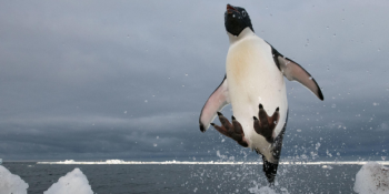 Hayvan Dostlarımız Hakkında Gözlerinizden Kalpler Çıkaracak 20 Bilgi