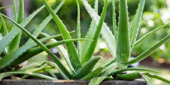 Aloe Vera Bakımı Nasıl Yapılır? Aloe Vera Bitkisi Nasıl Yetiştirilir?