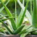 Aloe Vera Bakımı Nasıl Yapılır? Aloe Vera Bitkisi Nasıl Yetiştirilir?