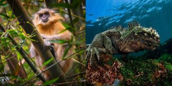 Göz Göre Göre Yok Ettiğimiz Nesli Tükenmekte Olan Hayvanlar