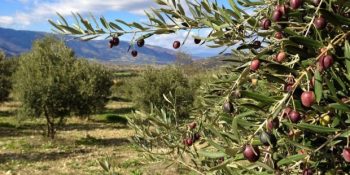 Meraklısı İçin Zeytin Yetiştiriciliğinin Püf Noktaları