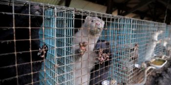 İrlanda 200 Bin Vizonun Hayatını Kurtarıyor