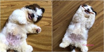 Dünyanın En Sevimli Uykucusuyla Tanışın: Paningning