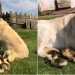 Sevimli Mi Sevimli Bir Köpek, Annesiz Ördek Yavrularının Yeni Annesi Oldu!