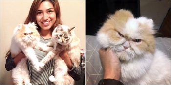 İnternet Alemini Fethetmeye Geliyor: Yeni Grumpy Cat ile Tanışın