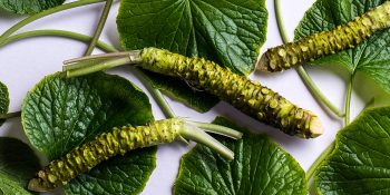 Japon Turpu Olarak da Bilinen Wasabi Hakkında 9 Şaşırtıcı Bilgi