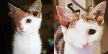 4 Kulaklı ve Tek Gözlü Sevgi Dolu Kedi Frankie’nin Kurtulma Hikayesi