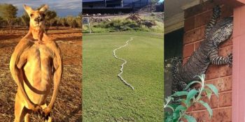 Avustralya’dan Farklı Kıtalarda Olduğunuza Sevindirecek 40 Görüntü