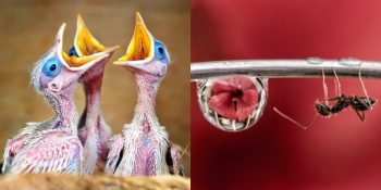 Makro Fotoğrafçılıkta Çığır Açan #Small2019 Adayı 50 Büyüleyici Fotoğraf