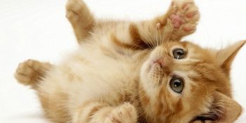 Evcil Hayvan Sahiplerinin Hayatını Kolaylaştıracak 7 Türk Girişim