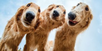 Birbirinden Sevimli Köpeklerin Yarıştığı 2019’un En İyi 30 Köpek Fotoğrafı