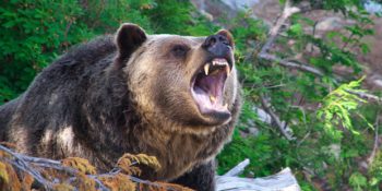 Ayı Saldırılarında Çoğunlukla İnsanların Hatalı Olduğunu Gösteren Araştırma