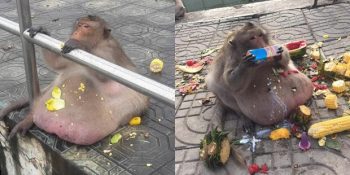 Diyet Kampından Kaçan ve 4 Aydır Kayıp Olan Obez Maymun: Uncle Fatty