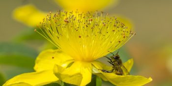 kantaron otu, kantaron yağı, akne, yanık tedavisi