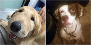 Arıların Açtığı Savaşta Mağlup Olan 32 Sevimli Köpek