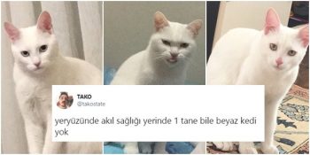 Dünyayı Ele Geçirmeye Hazırlanıyorlar: Sosyal Medyayı Saran Sinirli Beyaz Kediler