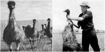 Avustralya’nın Makineli Tüfeklerle Deve Kuşlarına Yenildiği “Büyük Deve Kuşu Savaşı”