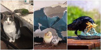 Yaptığı Çılgın Hareketlerle Ne Kadar Yaramaz Olduğunu Kanıtlayan 30 Kuş