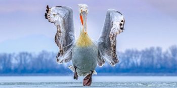 Özgürlüğü Hatırlatan Açılarla 2019 Yılının En İyi Kuş Fotoğrafları