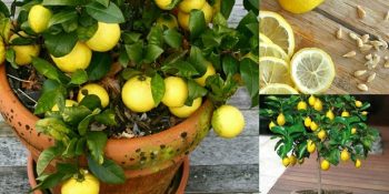 Her Şeyin Doğalını Sevenlere Evde Sebze – Meyve Yetiştirme Rehberi