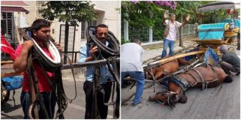 Dünden Bugüne Atların İşkence Gördüğü Fayton Zulmü ve Atılan Adımlar