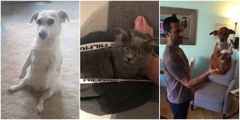 Tuhaf Alışkanlıklarıyla Gözlerinizden Yaşlar Getirecek 19 Komik Evcil Hayvan