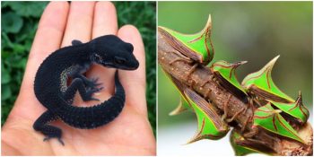 Hayal Gücünüze Meydan Okuyacak Nadir Görülen 15 Hayvan